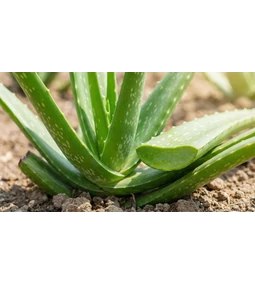 Aloe vera: A természetes bőrápolás csodája és a hidratálás mestere